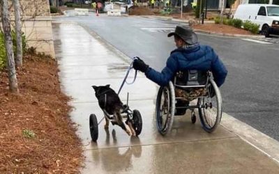 ΑμεΑ υιοθέτησε σκύλο σε αναπηρικό αμαξίδιο