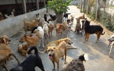 Καταδίκη δύο αντιδημάρχων για τον θάνατο 65χρονου και τον τραυματισμό 82χρονου από αγέλη σκύλων