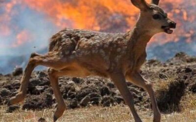 Δημοσίευση του χρήστη Διηάνειρας Όνειρα